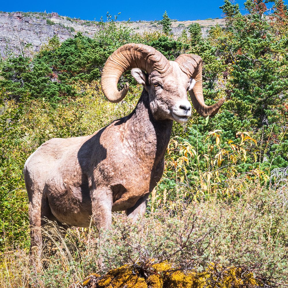 Ram Tough art print by Danny Head for $57.95 CAD