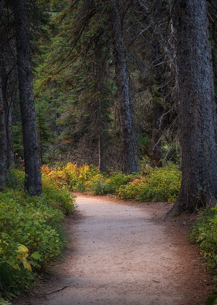 Forest Path art print by Danny Head for $57.95 CAD