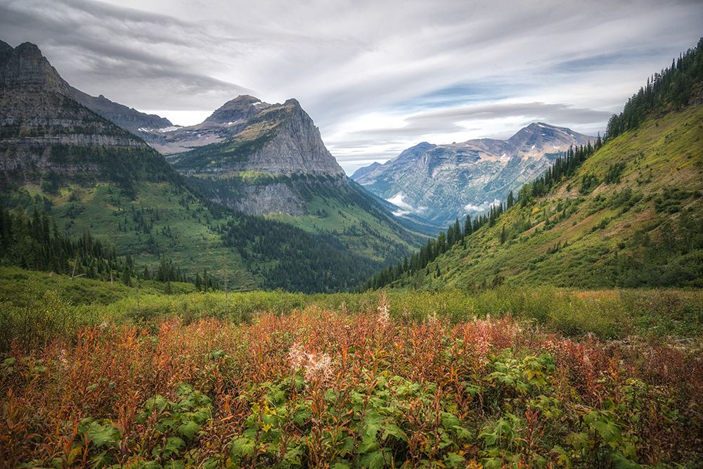 Alpine Meadow art print by Danny Head for $57.95 CAD