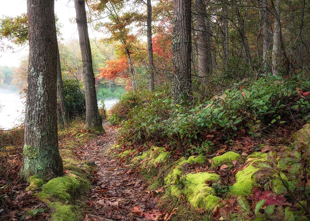 Lake Walk III art print by Danny Head for $57.95 CAD