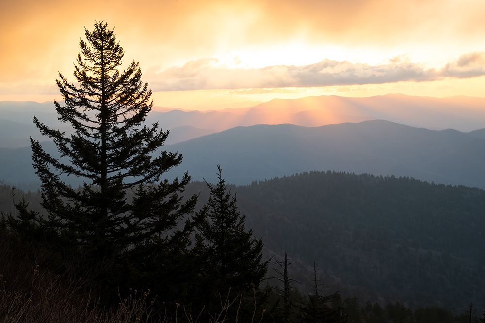 Spruce Sillouette I art print by Danny Head for $57.95 CAD
