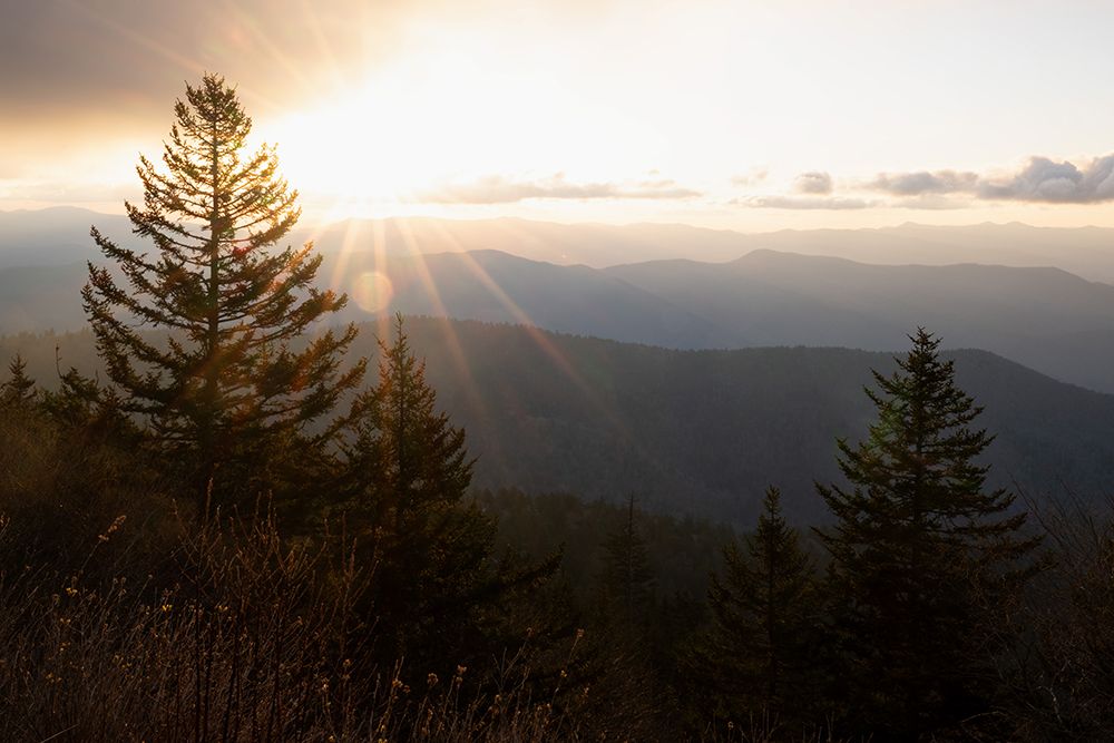Spruce Sillouette II art print by Danny Head for $57.95 CAD