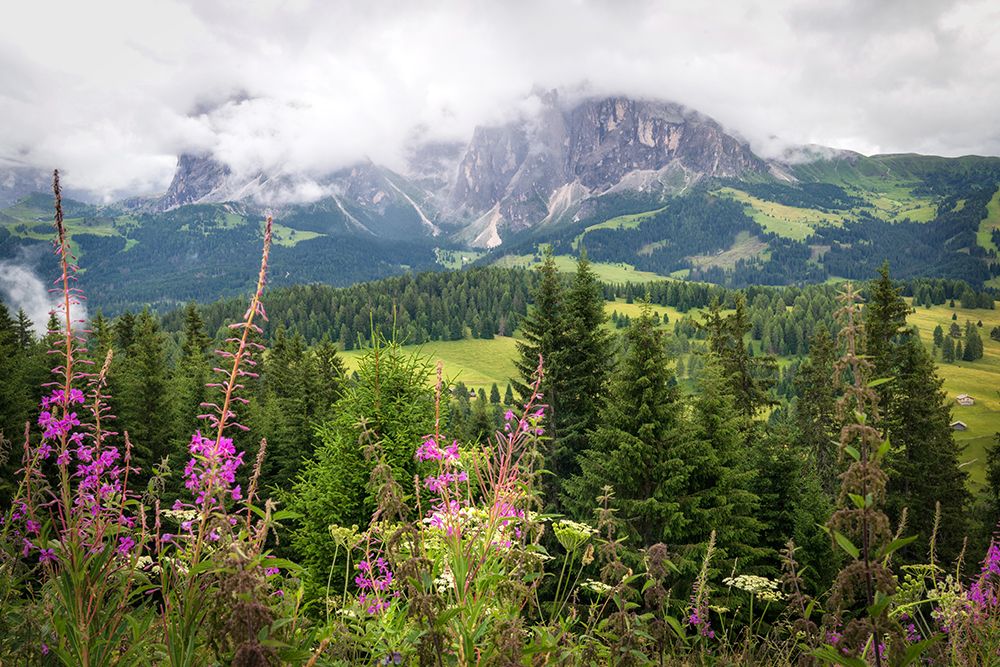Alpine  Wildflowers II art print by Danny Head for $57.95 CAD