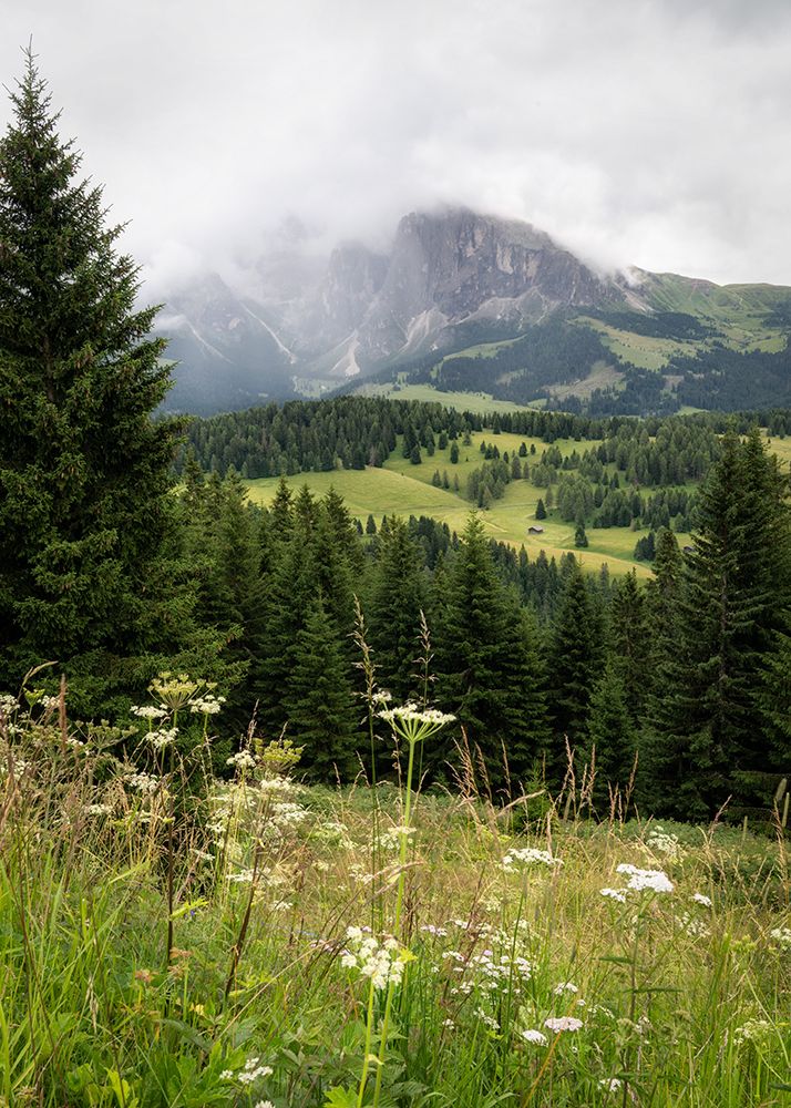 Alpine Wildflowers III art print by Danny Head for $57.95 CAD