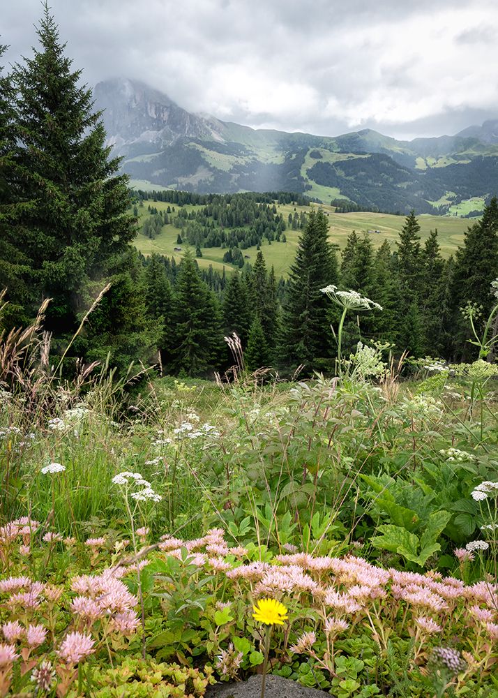 Alpine Wildflowers IV art print by Danny Head for $57.95 CAD