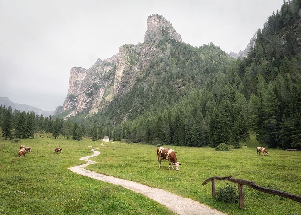 Alpine Moo art print by Danny Head for $57.95 CAD