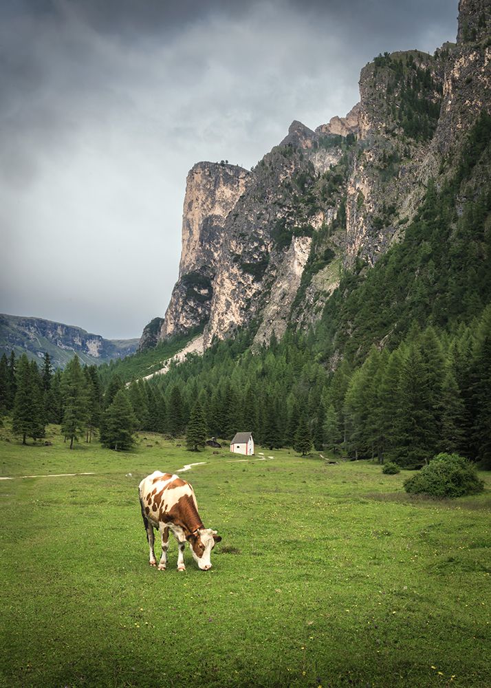 Alpine Grazing art print by Danny Head for $57.95 CAD