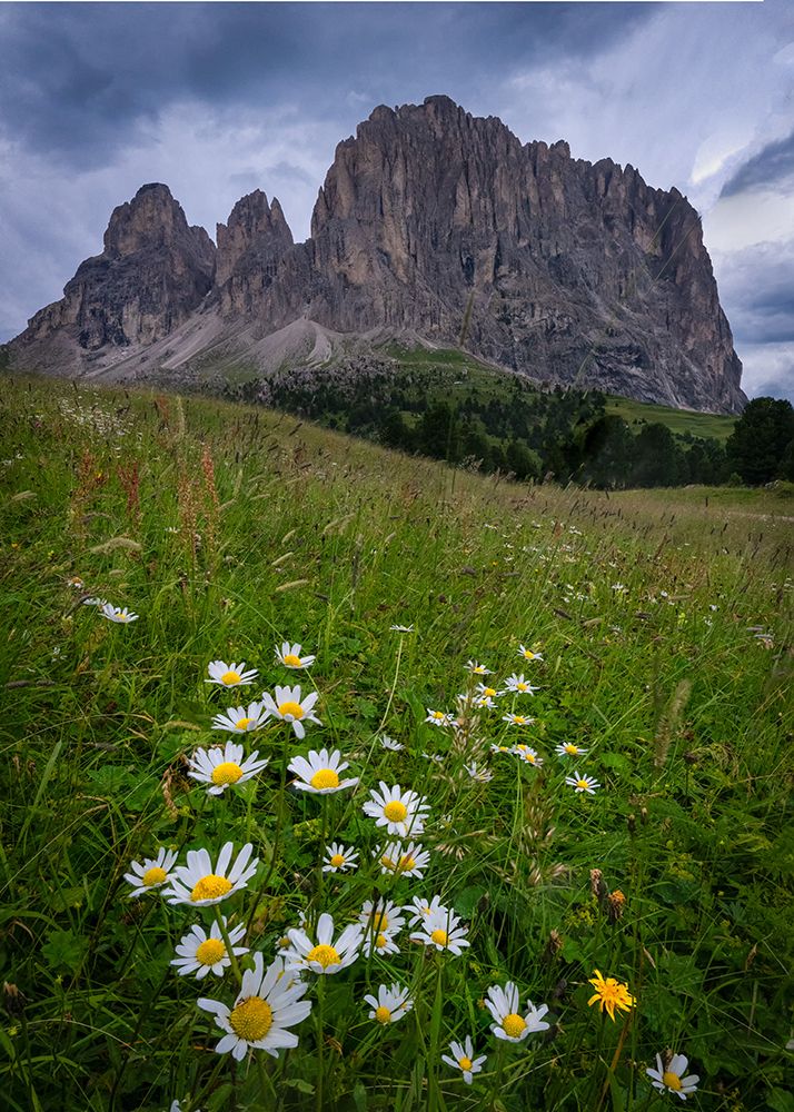 Daisies II art print by Danny Head for $57.95 CAD