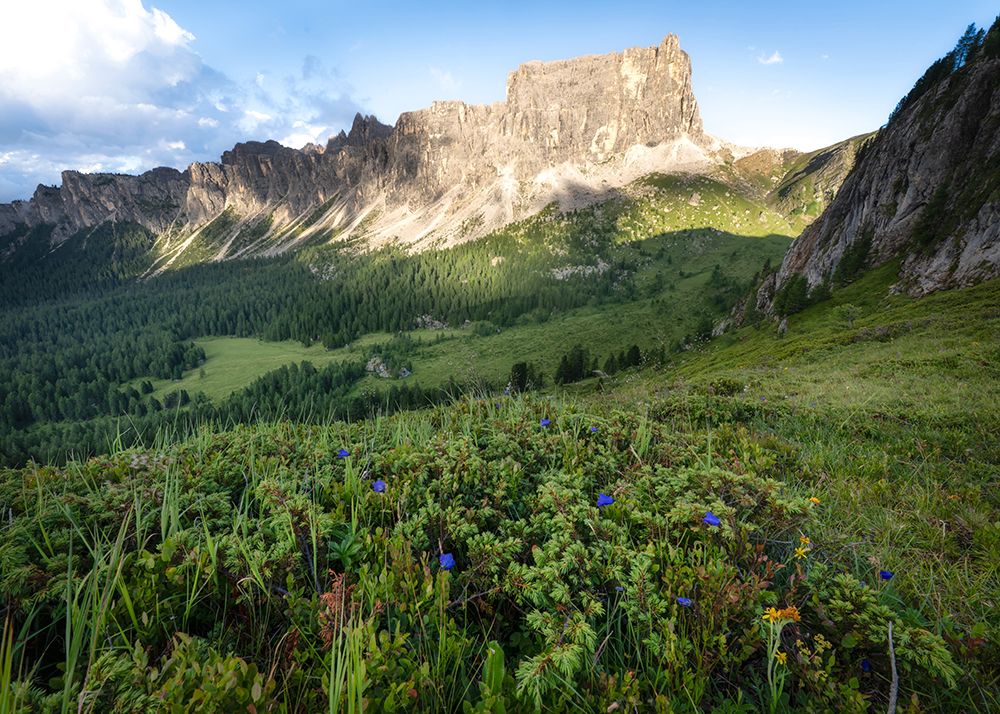 Alpine Meadow art print by Danny Head for $57.95 CAD