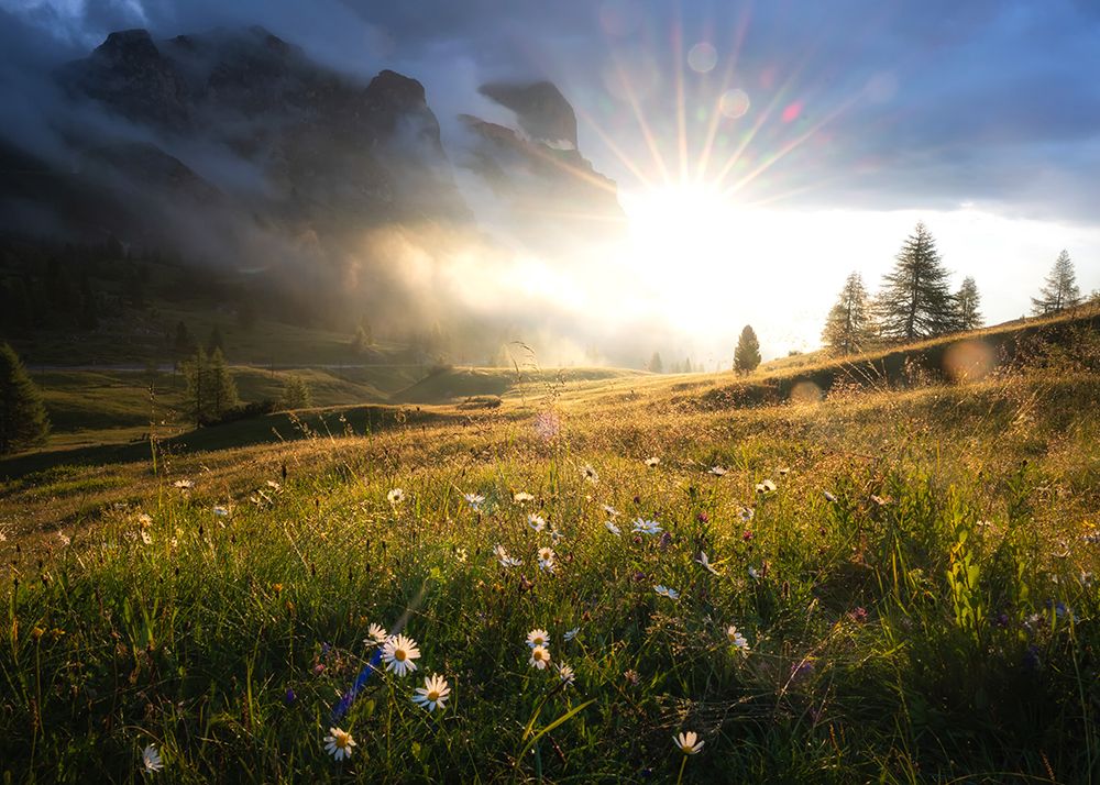 Daisies and Dew art print by Danny Head for $57.95 CAD