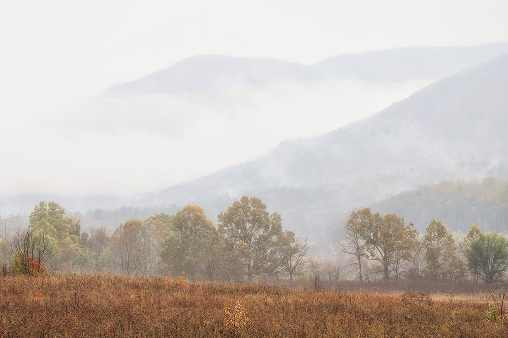 Misty art print by Danny Head for $57.95 CAD