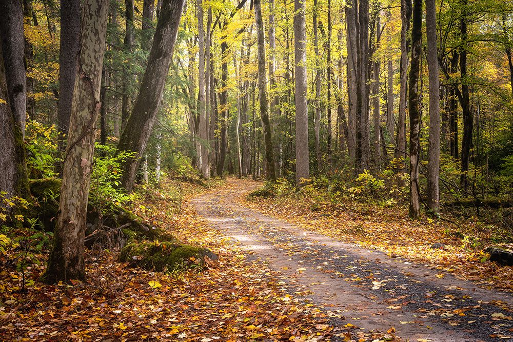 Woodland Drive I art print by Danny Head for $57.95 CAD
