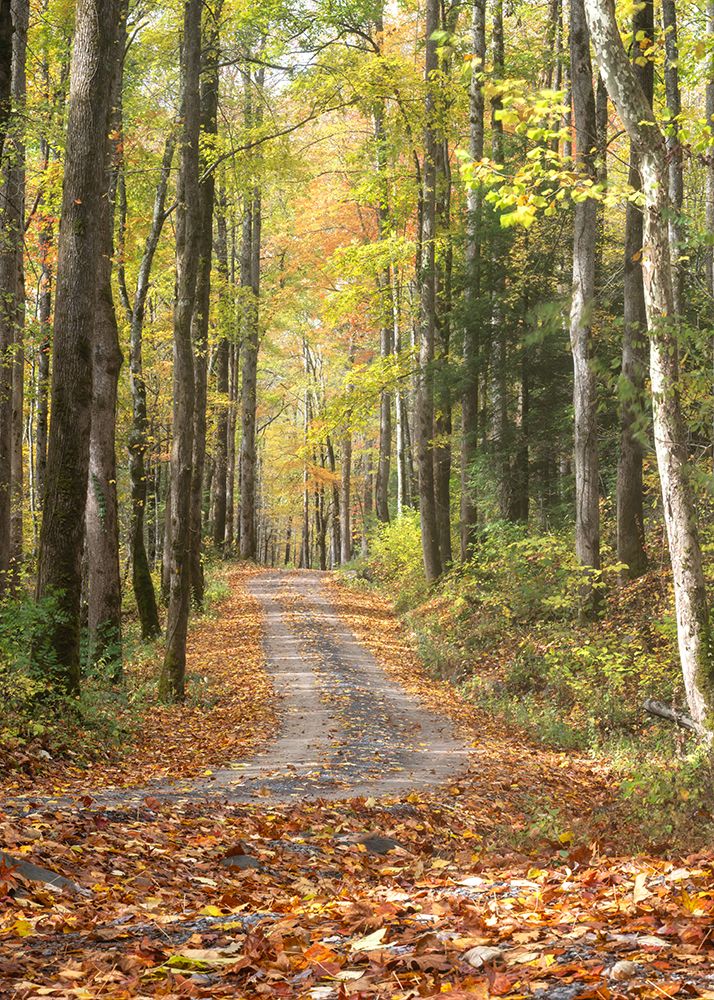 Woodland Drive II art print by Danny Head for $57.95 CAD