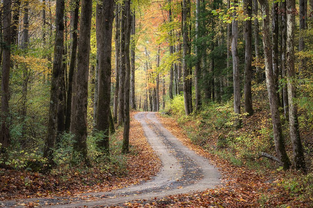 Woodland Drive III art print by Danny Head for $57.95 CAD
