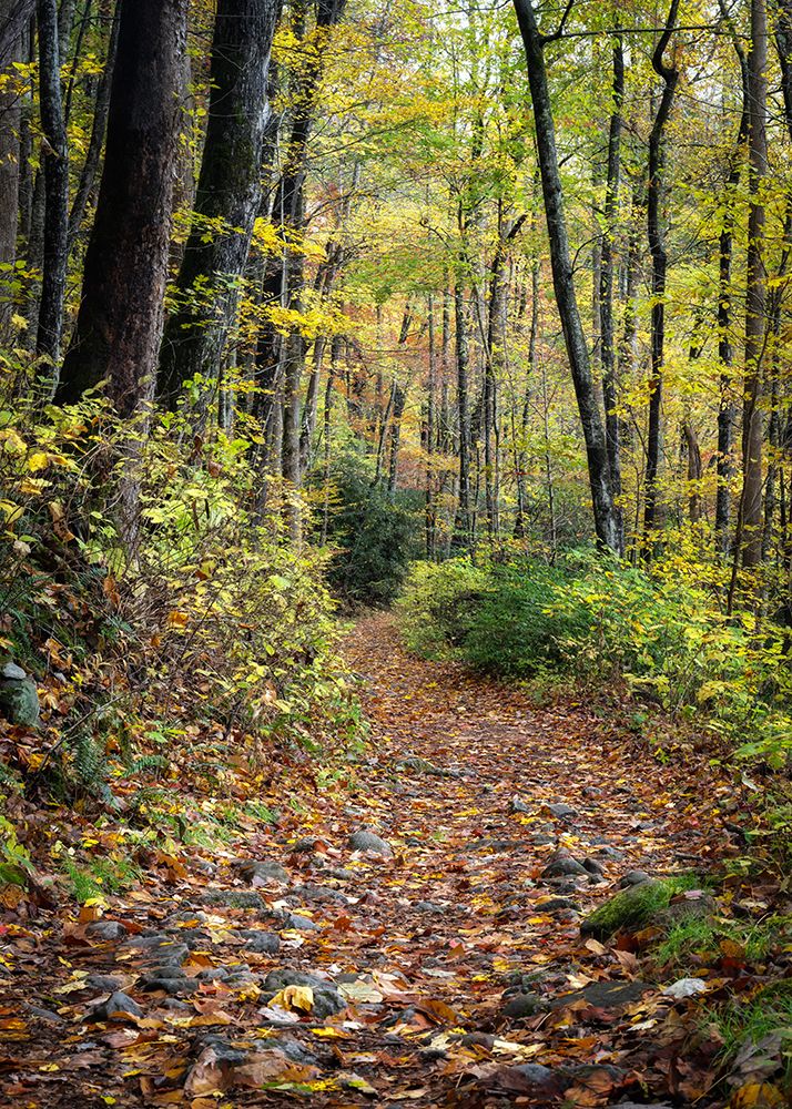 Hike to Mouse Creek art print by Danny Head for $57.95 CAD