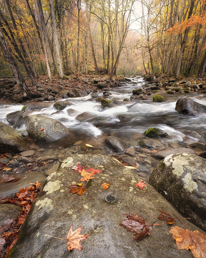 Maple Leaves art print by Danny Head for $57.95 CAD