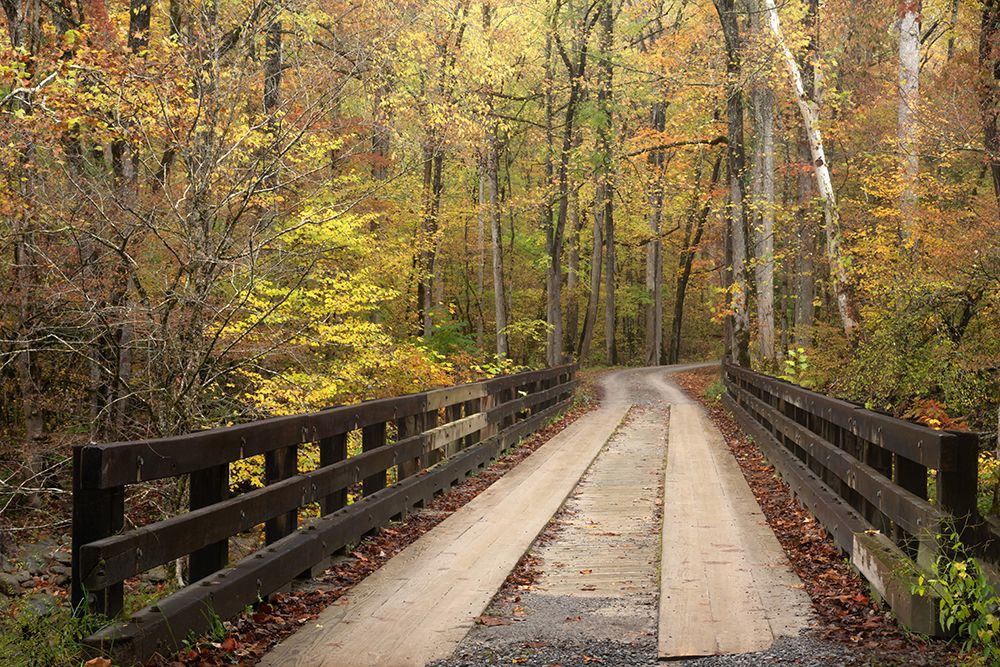Woodland Bridge art print by Danny Head for $57.95 CAD