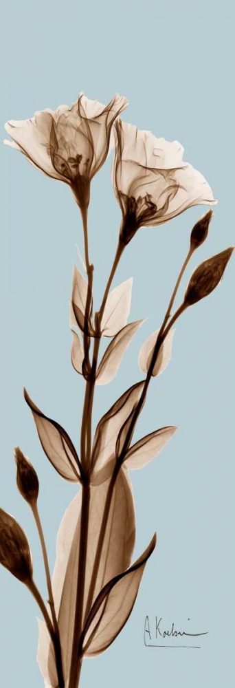 Tulip Pair  Brown on Blue art print by Albert Koetsier for $57.95 CAD