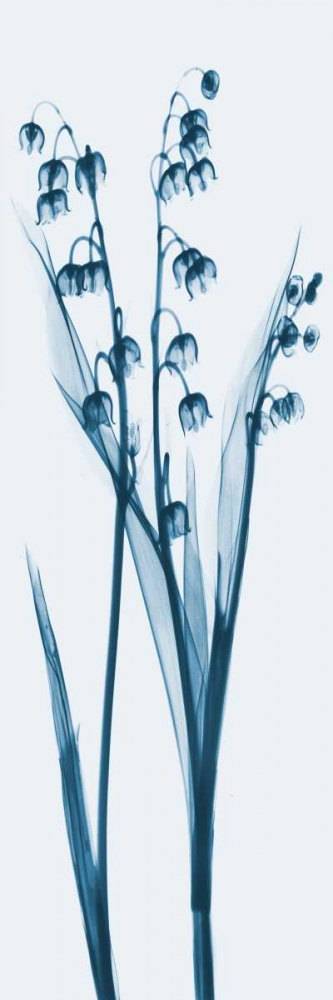 Lily of the Valley in Blue art print by Albert Koetsier for $57.95 CAD