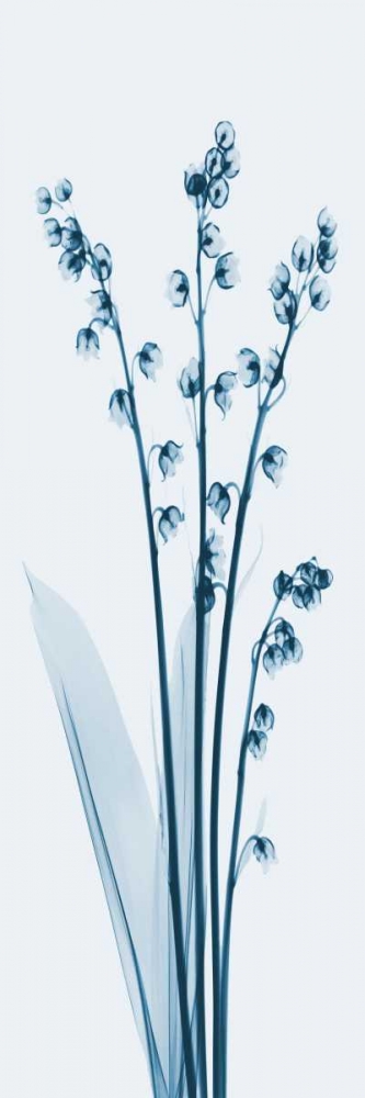 Lily of the Valley in Blue 2 art print by Albert Koetsier for $57.95 CAD