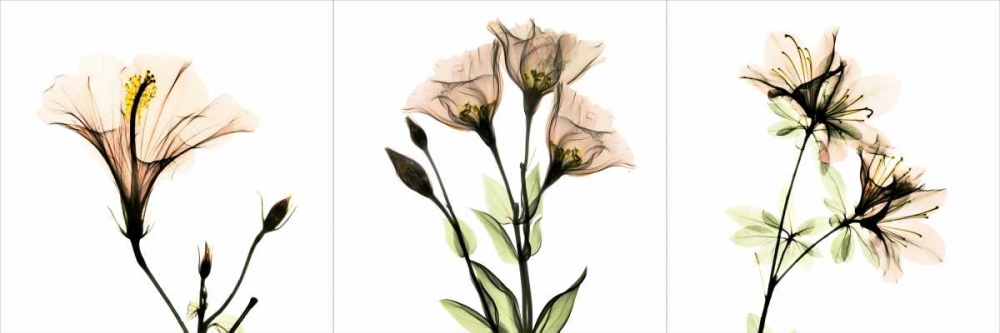 Pink Floral Tryp Tych I art print by Albert Koetsier for $57.95 CAD