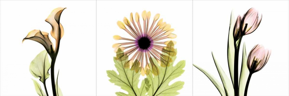 Pink Floral Tryp Tych III art print by Albert Koetsier for $57.95 CAD