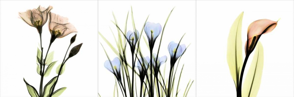 Multi-color Floral Tryp Tych I art print by Albert Koetsier for $57.95 CAD