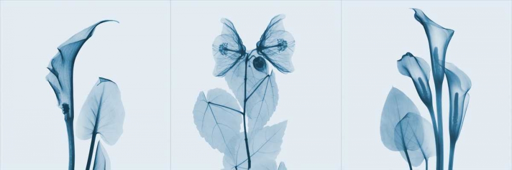 Lilies Triple in Blue art print by Albert Koetsier for $57.95 CAD