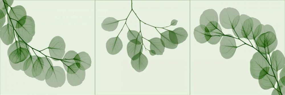 Leaf Triple in Green art print by Albert Koetsier for $57.95 CAD