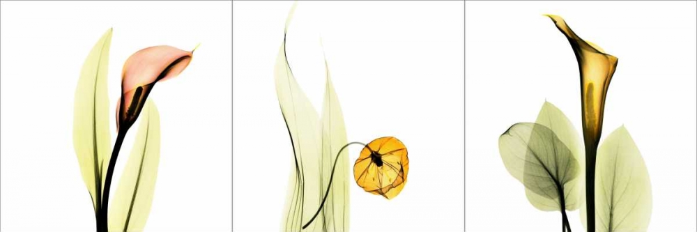 Sandersonia Triple art print by Albert Koetsier for $57.95 CAD