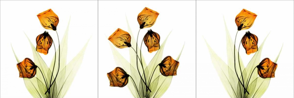 Sandersonia Triple in Gold art print by Albert Koetsier for $57.95 CAD