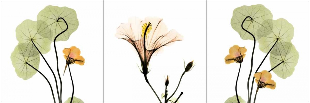 Triple in Color art print by Albert Koetsier for $57.95 CAD