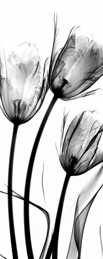 Tulips art print by Albert Koetsier for $57.95 CAD