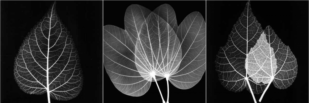 Leaf Triple on Black 2 art print by Albert Koetsier for $57.95 CAD