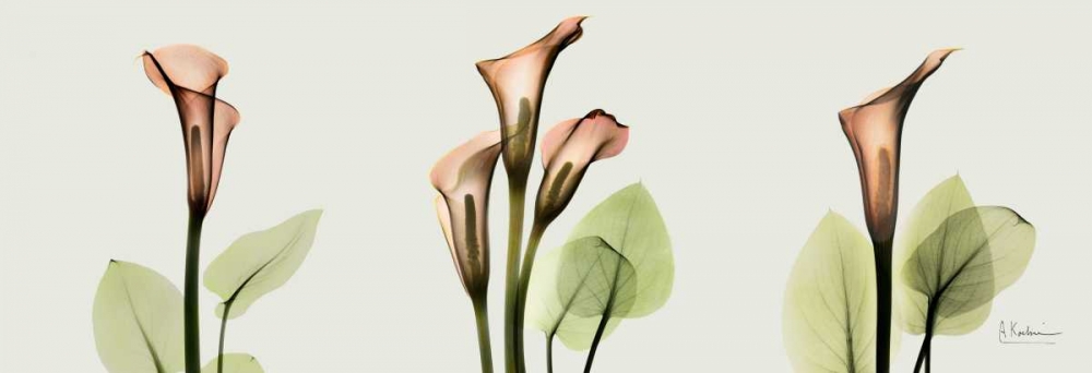 Spring Calla Lily Triple art print by Albert Koetsier for $57.95 CAD
