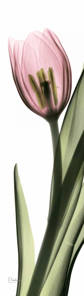 Tulip in Color 2 art print by Albert Koetsier for $57.95 CAD