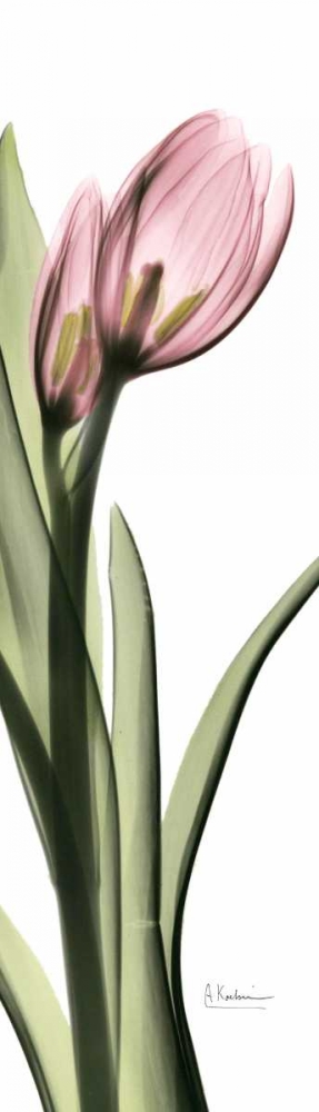 Tulip in Color 1 art print by Albert Koetsier for $57.95 CAD