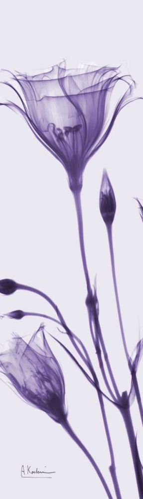 Gentian in Purple art print by Albert Koetsier for $57.95 CAD