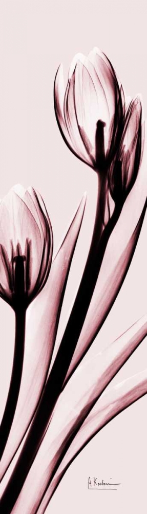 Tulip on Pink art print by Albert Koetsier for $57.95 CAD