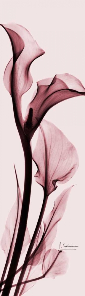 Calla Lily on Pink art print by Albert Koetsier for $57.95 CAD