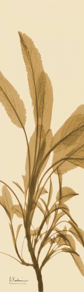 Sage Brown on Beige art print by Albert Koetsier for $57.95 CAD