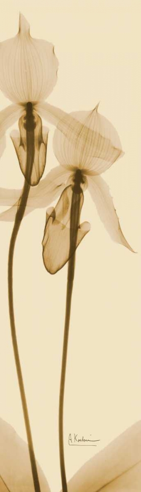 Orchid Brown on Beige 2 art print by Albert Koetsier for $57.95 CAD