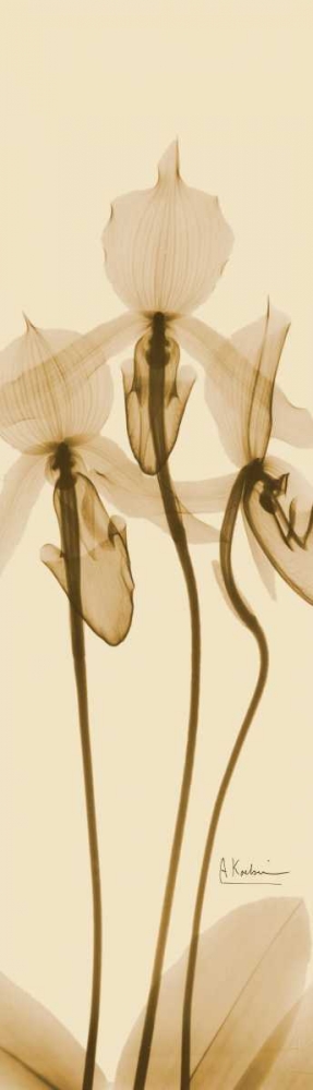 Orchid Brown on Beige art print by Albert Koetsier for $57.95 CAD