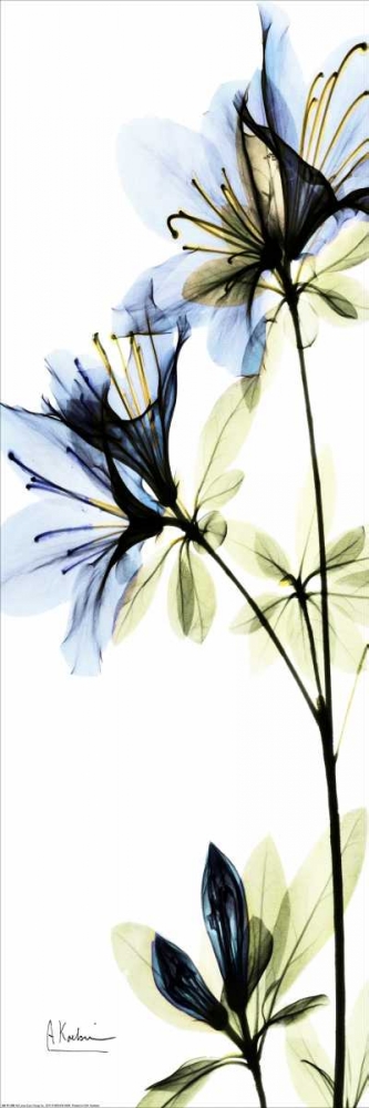 Blue Azalea art print by Albert Koetsier for $57.95 CAD