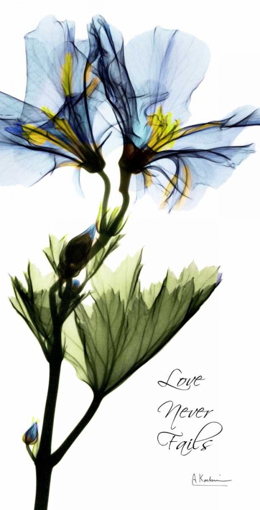 Geranium art print by Albert Koetsier for $57.95 CAD