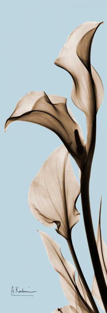 Calla Lily art print by Albert Koetsier for $57.95 CAD