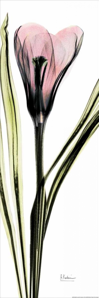 Crocus in Color art print by Albert Koetsier for $57.95 CAD