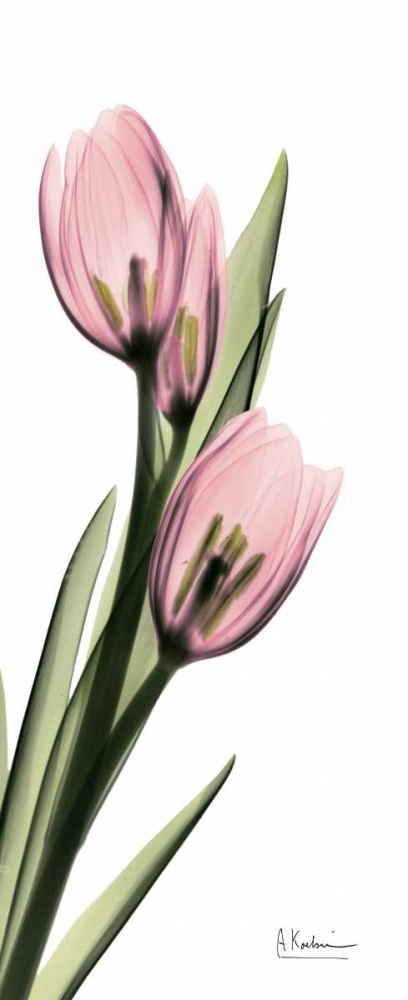 Tulips in Pink art print by Albert Koetsier for $57.95 CAD
