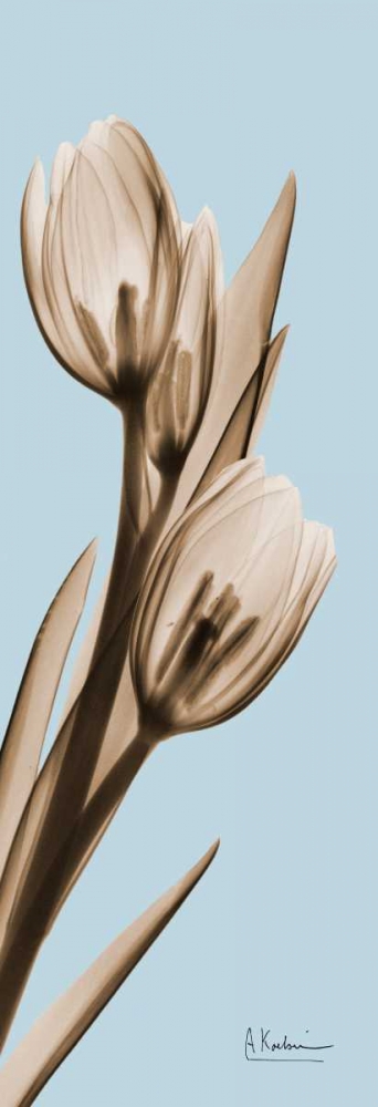 Tulip art print by Albert Koetsier for $57.95 CAD