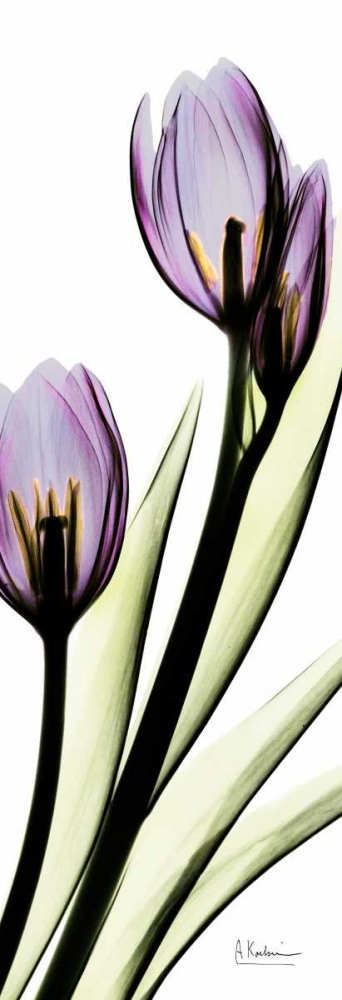 Tulip in Purple art print by Albert Koetsier for $57.95 CAD